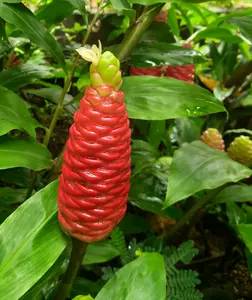Pack of 5 Ginger Shampoo Rhizomes Hawaiian Shampoo Ginger Awapuhi Zingiber Zerumbet Tubers Red Lily Gingers Bulbs