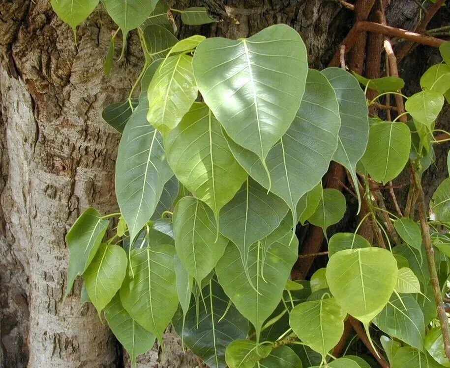 100 seeds Ficus religiosa - Sacred Fig - Bodhi Tree
