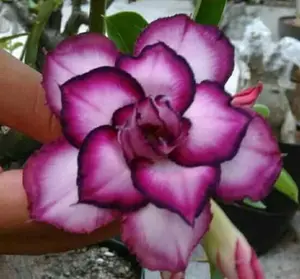 25PCS Desert Rose Seeds For Planting for Planting - Seeds For Planting Flowers