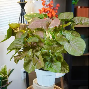XL Syngonium Strawberry Cream - 6” Pot