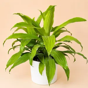 Dracaena Limelight 8” Pot Floor Size House Plant – Beginner Friendly Low Maintenance Indoor Plant | Vibrant Lime Green Foliage | Tropical Decorative Home Accent