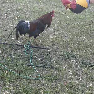 High Quality Rooster Dummy / Mona Para Gallos