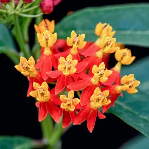 Tropical Milkweed Set 2 Red Milkweed, Bloodflower Milkweed Live Plant