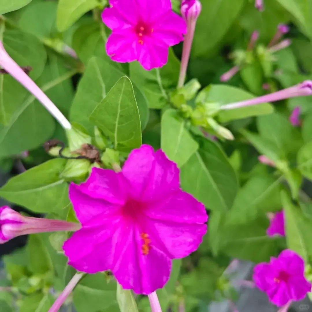 100Pcs Mixed Color Four O’Clock Flower Seeds – Stunning Evening Blooms for Home Garden