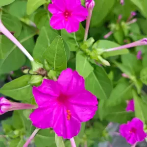 100Pcs Mixed Color Four O’Clock Flower Seeds – Stunning Evening Blooms for Home Garden