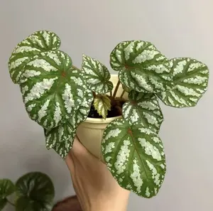QHT-10 Live Stream Exclusive Link-Silver Rex Begonia 4" Pot - Shimmering Silver-Patterned Leaves with Rich Texture, Indoor Houseplant, Compact Tropical Foliage Plant