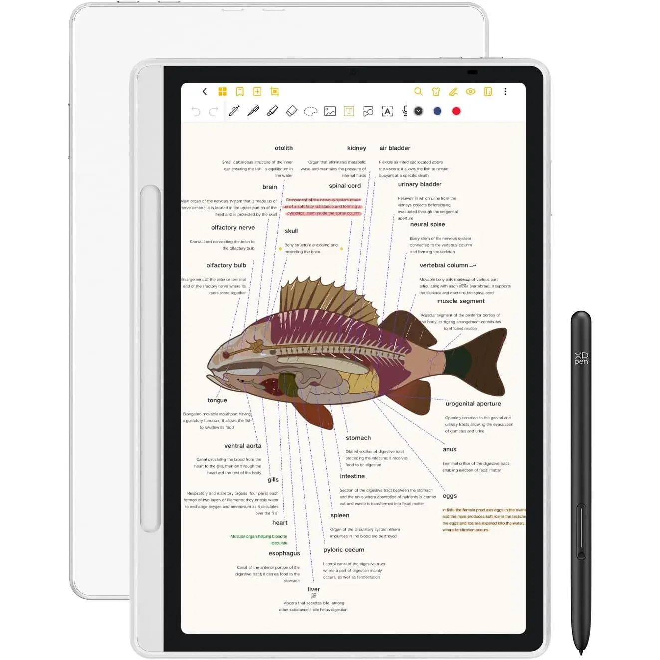 3 in 1 Color Digital Notebook 10.95'' Paper Note Taking Tablet with 16384 Pressure Levels Battey-Free X3 Pro Pencil 2 Magnetic Folio 6+128GB Magic Note Pad for Writing/Reading/Meeting/Study