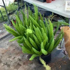 Fox tail fern bare root