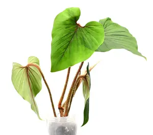 Philodendron squamicaule