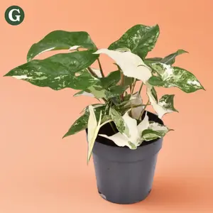 4" Syngonium Albo - Indoor Live Plant, Rare Creamy White Variegated Syngonium, Very Air Purifying, Beginner Friendly, Ideal for Indoor Decor