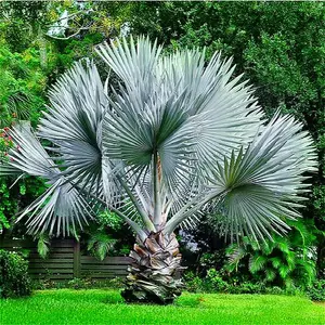 (10 Seeds) Palm Tree Seeds For Planting,  Attractive Trees Fro Privacy Or Landscaping