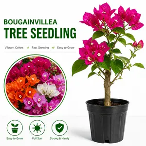 Vibrant Multi-Color Bougainvillea Tree Seedling, Live Plant Shipped with Root Ball, Fast-Growing, Ever-Blooming Flowering Tree for Gardens and Yards, Heat and Drought Tolerant,Low Maintenance & High Survival Rate, Perfect for Beginners