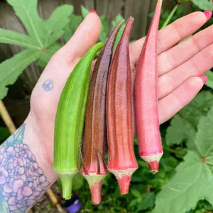 Rainbow Fiesta Okra Seeds (Abelmoschus esculentus) Colorful okra blend producing vibrant red, green, and burgundy pods; ornamental and edible, thrives in hot climates and attracts pollinators