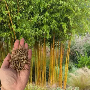 Green River 50 Yellow Groove Bamboo Seeds- Premium Bamboo Plant Seeds for Privacy Screens, Hedges & Garden Landscaping, Non-Invasive Bamboo Seeds for Gardening, Fast-Growing Tall Grass Plant Seeds for Outdoors & Pots