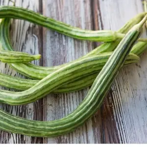 Painted Serpent Cucumber (Cucumis melo var. flexuosus 'Painted Serpent') Organic Seeds – Long Striped Curved Fruits, Crisp Texture for Slicing