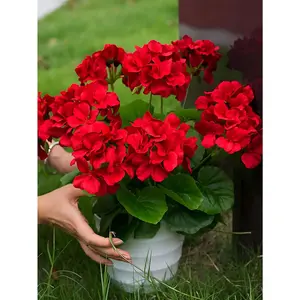 2pcs-5 Branches/1 Bundle Artificial Geranium Silk Flower Plant, Ruby (Red), Home Outdoor Garden Decoration, Porch, Cemetery Wreath, Wedding, Indoor Outdoor, Valentine Day, Gift