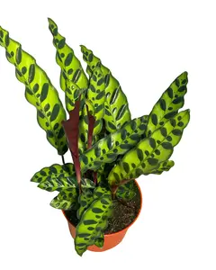 6" Calathea Rattlesnake – Calathea Lancifolia – Live Plant