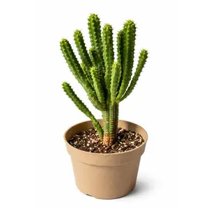 Indian Corn Cob Cactus (Euphorbia mammillaris) Live Plant | Unique Spiky Succulent, Easy Care | Hand Picked Nursery