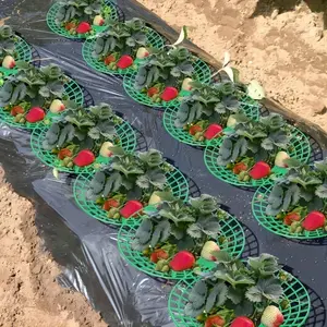 10pcs Strawberry Planting Rack, Prevents Fruit Mold Rot, Practical Garden Storage Shelf with Legs, Durable Gardening Accessory