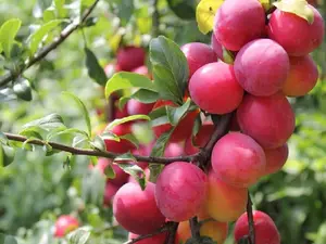 10 Seeds Plum Fruit Tree Seeds for Planting -  of Prunus Americana