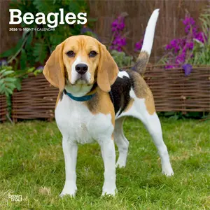 Beagles | 2026 12 x 24 Inch (Hanging) Monthly Square Wall Calendar | Plastic-Free | BrownTrout | Animals Dog Breeds