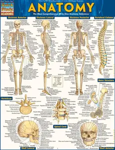 Anatomy QuickStudy Laminated Reference Guide (QuickStudy Academic)