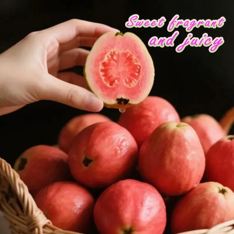 Potted Red Skin Guava Tree Seedling, Sweet Edible Fruit Bearing Plant, Easy To Grow Home Backyard Fruit Tree