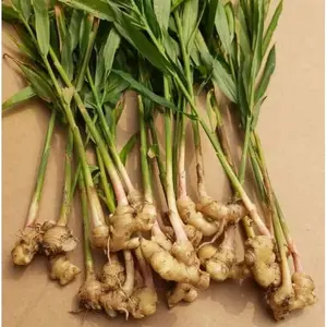 Ginger (Common Cooking Variety) - Zingiber officinale - Live Plant