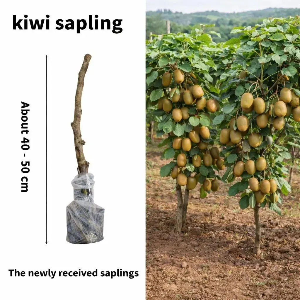Live Kiwi Fruit Tree Sapling