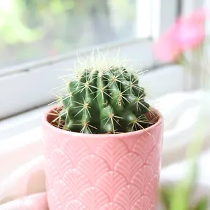Golden Barrel Cactus - Echinocactus grusonii