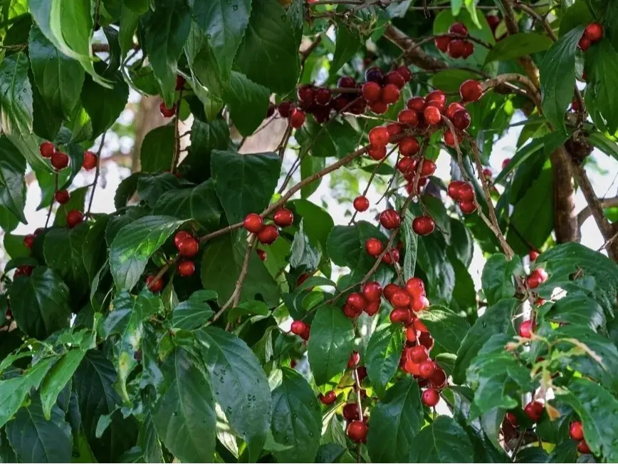 Red Jamaican Cherry Live Starter Plug Grow Your Own Cherries