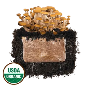 Pioppino 'Plant & Grow' Mushroom Starter