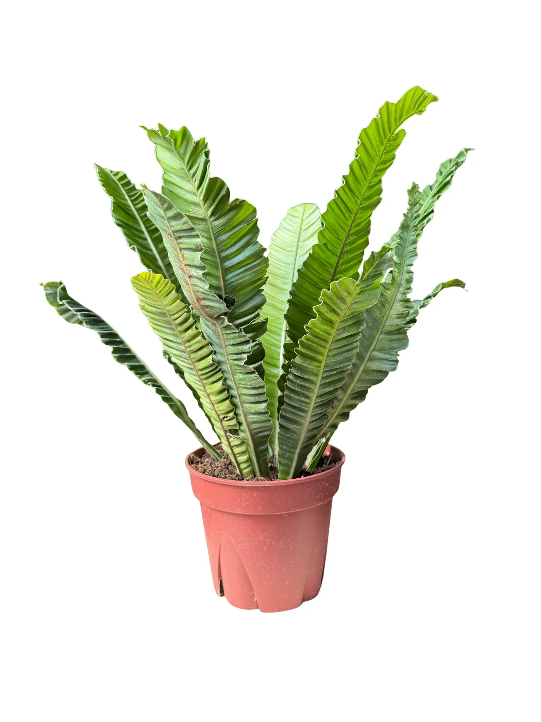 8” Crispy Wave Bird’s Nest Fern - Exotic Ruffled Tropical Houseplant