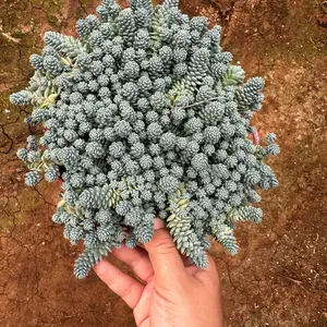 Blue Tears 6 in pot plant succulent Sedum Dasyphyllum Major