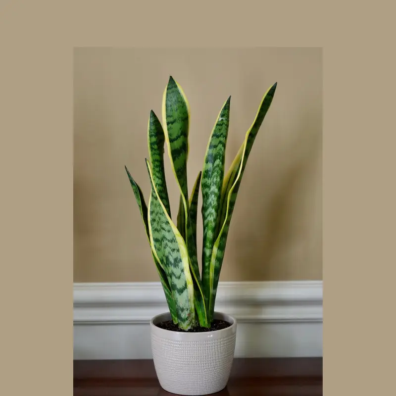 snake plant temperature - TikTok Shop