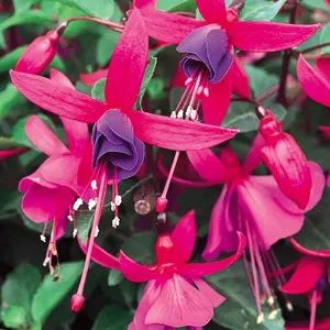 Shadow Dancers® Marcia Fuchsia