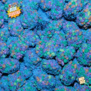 Half Pound 8oz Blue Razz Clustaz by Enchilositos Treats Candy Snack Tangy Sweet sour blue Bonbon Candies Not Extra sour Sugar Bite Sweet Cotton Candy Bursts Snack