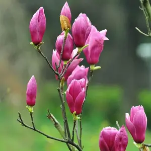 500+ Exotic Heirloom Magnolia Flower Tree Seeds - Pink & Purple Fragrant Mix, Non-gmo Garden Seeds for Beautiful Blooming