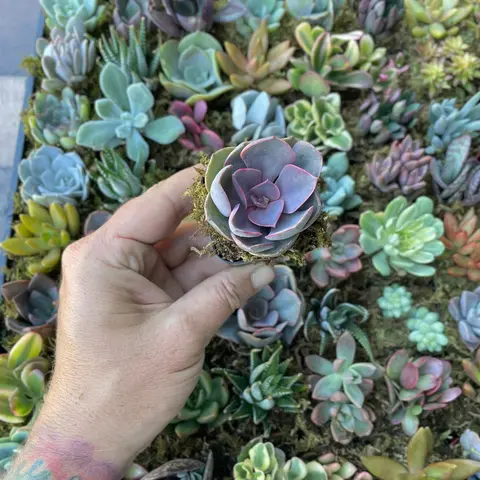 1 Assorted Succulent - Mystery Succulent 2 inch