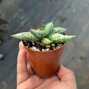 Sansevieria Cylindrical Bonji Snake Plant 3 inch pot