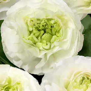 (5) Romance Montenveurs Ranunculus Corms Bulbs Tubers Spring Garden Flowers