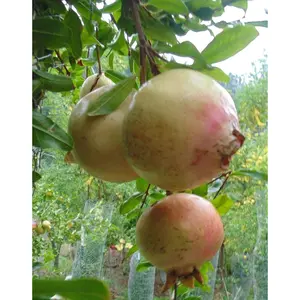 Pomegranate Tree - Live Starter Plants in 2 Inch Growers Pot - Punica Granatum - Edible Fruit Bearing Tree for The Patio and Garden