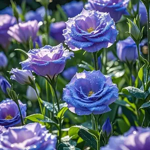800+pcs Mixed Color Eustoma/Lisianthus Grandiflorum Seeds – Elegant, Fast-Growing, Long-Lasting Blooms, Ideal for Gardens & Pots