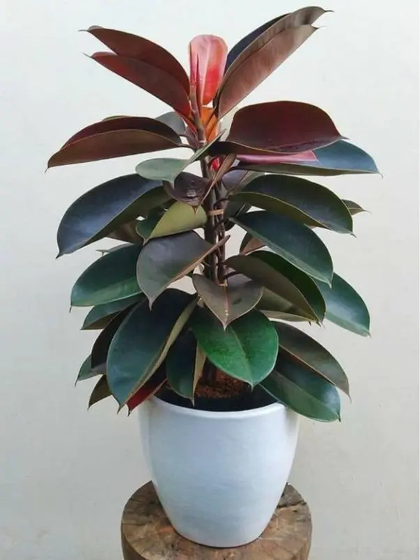 Live Rubber Tree Plant, Ficus Elastica Houseplant, Beautiful Green Foliage Indoor Plant for Home Decoration