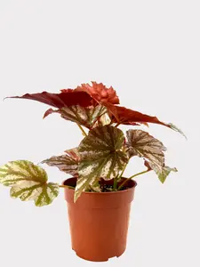 Begonia Highway Rex Hybrid Houseplant with Bold Patterned Foliage Silver Green and Burgundy Markings Perfect for Collectors and Unique Foliage Enthusiasts