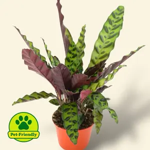 Calathea Rattlesnake 6” - Pet Safe Prayer Plant