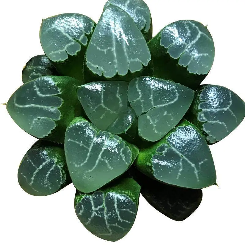 Live Moon Shadow Haworthia Succulent Plant - Rare Ornamental Live Plant with Highly Transparent Leaf Windows, Easy Care, Ideal for Home Desk Decor (Home Improvement, Garden Supplies)
