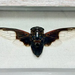 Real framed Batwing cicada