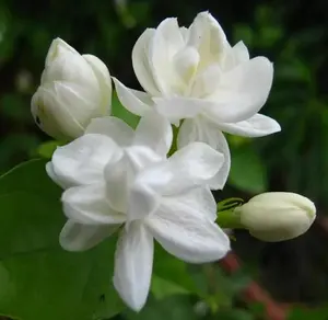 30pcs Jasmine Seeds for Planting, Jasmine Flower Seeds Non-GMO Heirloom, 90% Germination Rate, Perennial Garden Bonsai Plant, No Experience Required, Easy to Grow