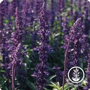 Salvia Seeds - Evolution Violet